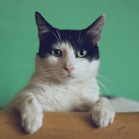 虚拟角色猫咪